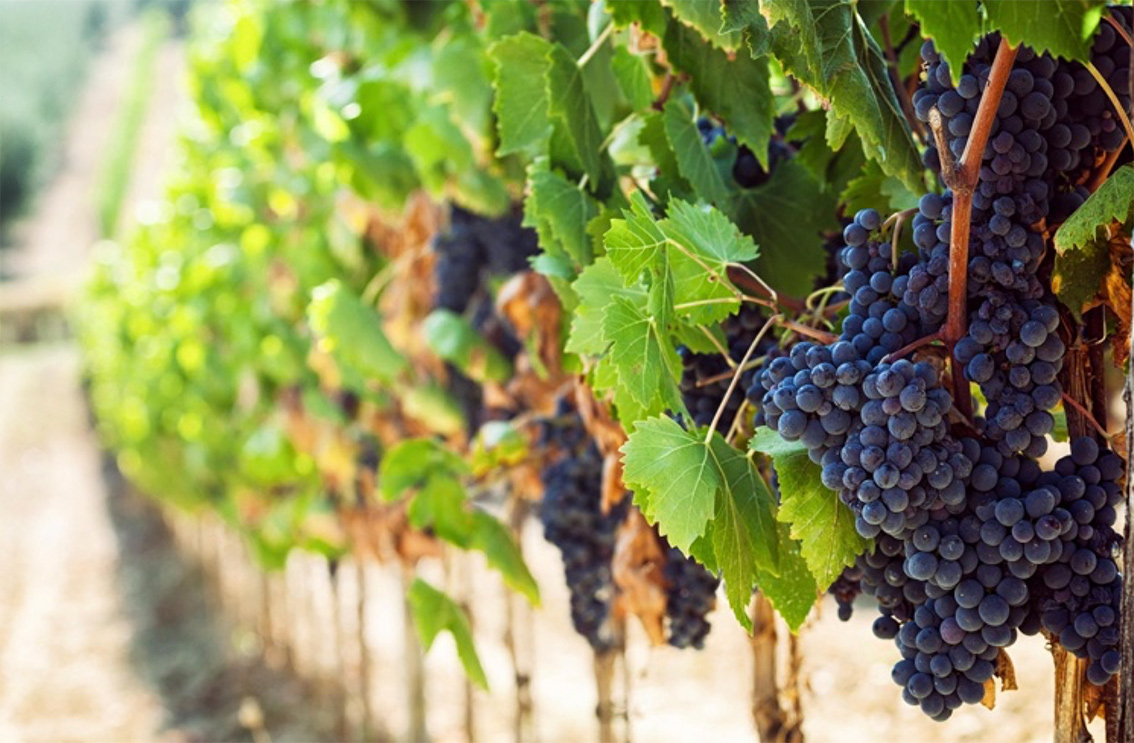 Fournisseurs de la Tricoterie